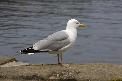 A seagull, who can soar majestically above the clouds, or peck viciously and crap on your head.
