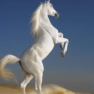 AhmedMortada200's profile picture. 