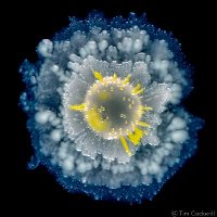 ExeterMicrobes (@exetermicrobes) 's Twitter Profile