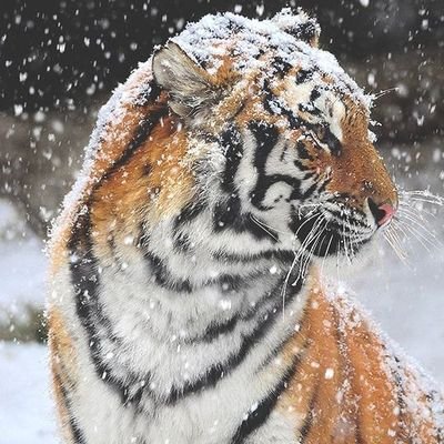 RaplayKun's profile picture. 