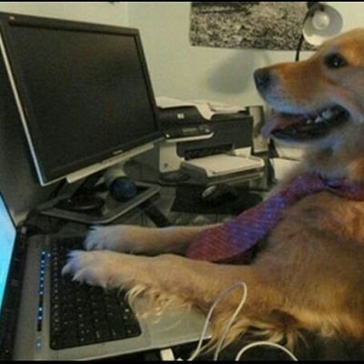 softeng23's profile picture. Software Engineer