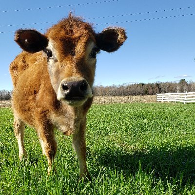 Young, first-time parents turning a home into a homestead. Follow along with us!
#Homesteading #StarterHomestead #Parenting #SelfSufficency #HogsbackHomestead