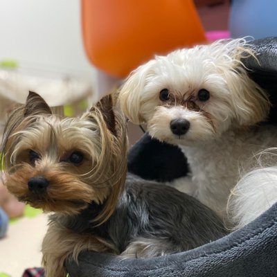 maropon9's profile picture. Python/GCP/atcoder