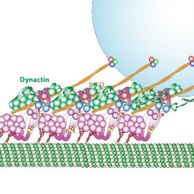 Jack (Kai) Zhang Lab at Yale University
Intracellular Transport, Cell Motility, Mitochondria, Cryo-EM/ET Methodology -- Cellular Structures, Life & Health