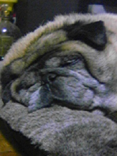 magcha2525's profile picture. 音楽なしじゃ生きていけない猿ヽ(・∀・)ﾉ20歳超えた大人で四十路越え。パグがTLを横切ります。神山版攻機で出生。YOI沼にて成長、DC沼と呪術沼、東リベ沼をうろちょろ。雑食腐ったおばさん。何でも美味しくいただきます( ´艸｀)