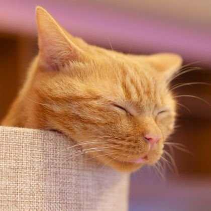 ポートレート撮影を中心に活動しております。にゃんねこ😺趣味アカ。ポートレート撮影画像はインスタへ。ねこ😺関連リツイート多めです。#サンリオ #シナモロール #クロミちゃん
#ハラミちゃん #お米さん
#オードリー #リトルトゥース☝️
にゃんねこサブアカント @nyannekolove2 です。