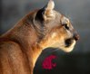 PuyallupCoug's profile picture. Go Cougs.