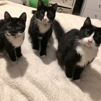 **(almost) 2 year old beanies 😺😺😺
Porridge💜
Kenco❤
Mu(fasa)💙

Follow us on Instagram!

https://t.co/9aw612viW9