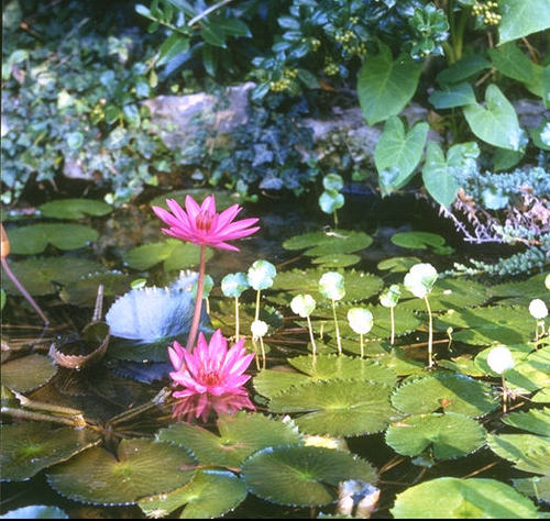 AliRudy's profile picture. Hi my name is Stephanie and I like surfing the Internet. I am learning about twitter by trial and error I really enjoy reading and writing my tweets.