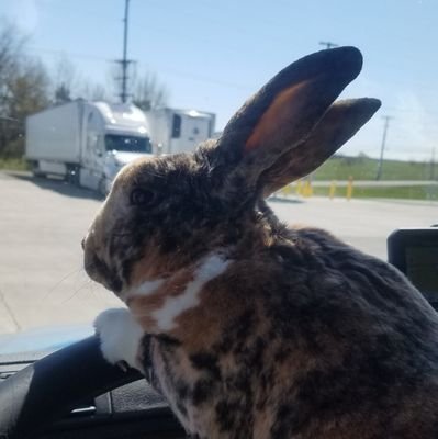 Daytona The Trucker Bunny