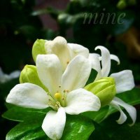mine©__© (@mine0__0) 's Twitter Profile