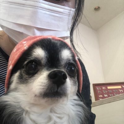 sinamon313's profile picture. 気付いたら日本酒沼にどっぷりハマる。編み物初心者、時々パン作り。チワワが相棒。