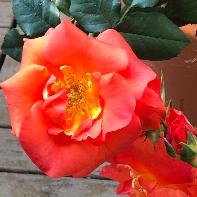 心に花を Iiqncnv0rv6nyep Twitter