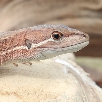 カナヘビ 飼育 カナヘビ 飼育