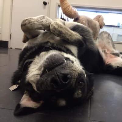 The Pet Shop Club is an exciting luxury boutique, spa and daycare for dogs in Vancouver, British Columbia.