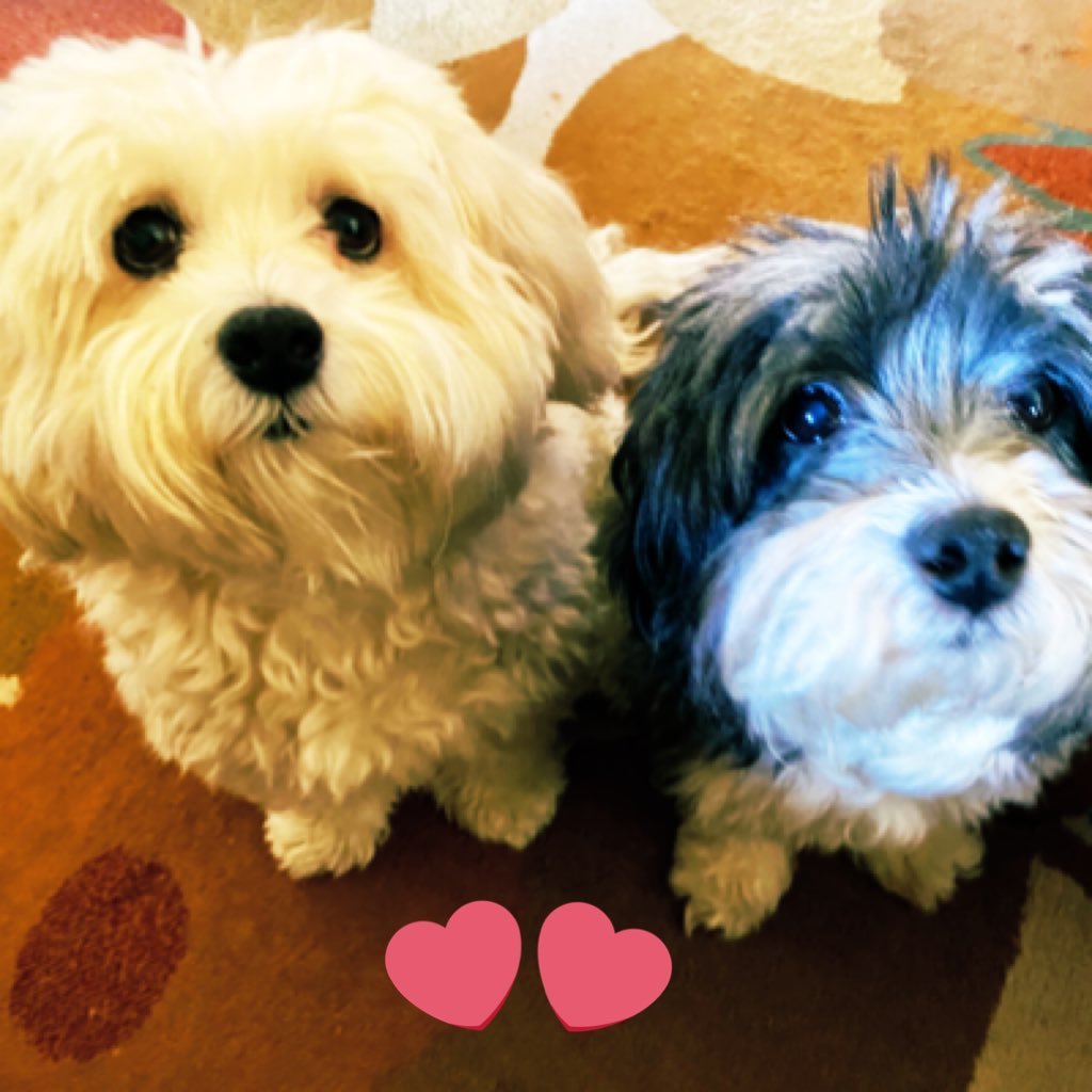 KiLynnOdessa's profile picture. Voltarian, Hobbyist, Havanese Lover