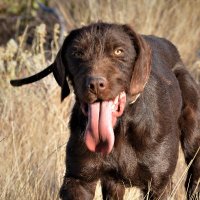 Kyle Parkinson - @texcreekkennels Twitter Profile Photo