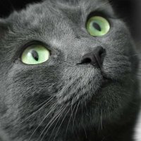Meg Sullivan (@slinkiesullivan) 's Twitter Profile