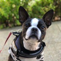 choco (@choco30merry) 's Twitter Profile