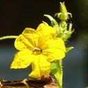 Michelle Cunha - @michelleacunha - Twitter