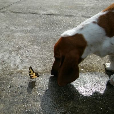 Basset Mama🌴👣💕🐾☀, 🐊garden🐝artist🌻, lover of all living🐞creatures🐌🐚. Basset obsessed, there's basset hound shaped paw prints on my ❤🐾🐾🐶💋