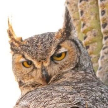 globe_seeker's profile picture. 