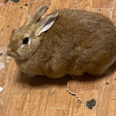 gimayou's profile picture. 多趣味な雄です。昔は給料の9.9割を1日でパチ屋に溶かす程病気でしたがw低玉メイン→最近デキレ感が酷くて株為替寄り→あり得ない高騰下落にハマって信じられなくなる→ゲームメインに戻る( ゲームはFF14＞テキサス＝DBD。諸事情によりうさぎ3羽と暮らしてます。遠慮なくツイートするのでたまに口悪くなりますw