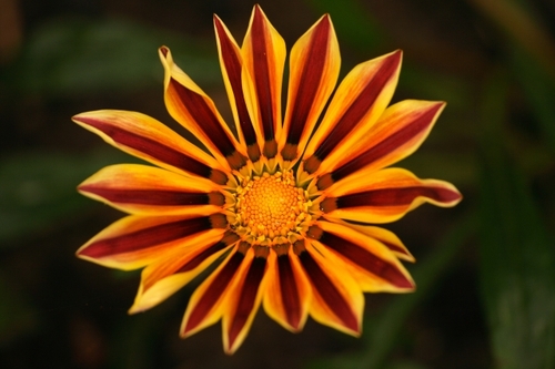 HawksNewsBot's profile picture. 