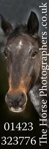 We love horses and taking their pictures !. Plain and simple !. You will love our photography.