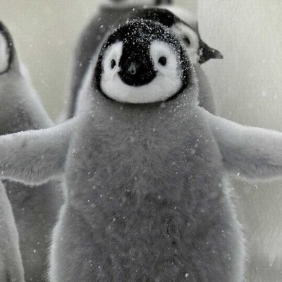 皇帝ペンギンの日常さんのプロフィール画像