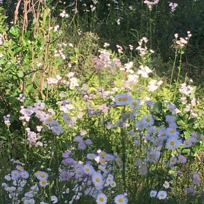 貧乏草 Od Ixj Twitter