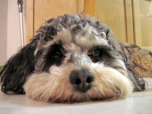 bagelverse's profile picture. 