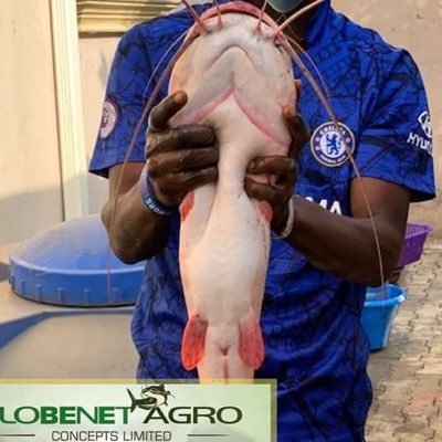 GlobenetAgro's profile picture. Welcome to your No 1 fish🐟 and vegetables 🌶 farm in Federal Capital Territory. Healthy and Quality breeds, fresh fish, dry fish and vegetables. 08056922206.
