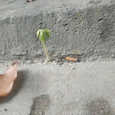 AnarkoPacifista's profile picture. Retweets are not endoresements