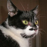 Jules 🌈Damian🌈Figo🌈Ditto🐾🐾🐾 (@jules_mccall) 's Twitter Profile