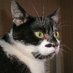 Jules 🌈Damian🌈Figo🌈Ditto🐾🐾🐾 (@jules_mccall) Twitter profile photo Jules 🌈Damian🌈Figo🌈Ditto🐾🐾🐾 (@jules_mccall) Twitter profile photo