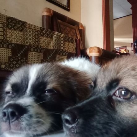 faseldomi's profile picture. do mi sol si