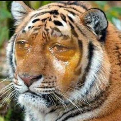 arsenicftbl's profile picture. like football