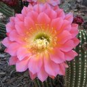 Grace Mai - @GraceMai13 - Twitter