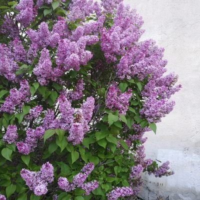 sferreirom's profile picture.