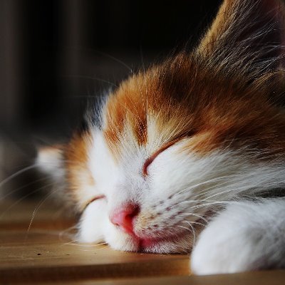 math_okina's profile picture. ネコ🐱はかわいい