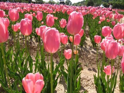 flyingmandala's profile picture. 無言フォローお許し下さい。普段はあまりつぶやきません。みなさんのつぶやきで勉強させていただいています。よろしくお願いします。