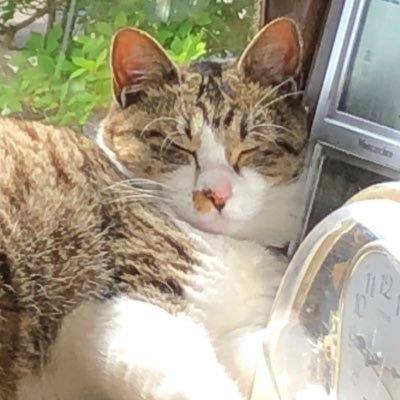 つごもり🌞長期新規×さんのプロフィール画像