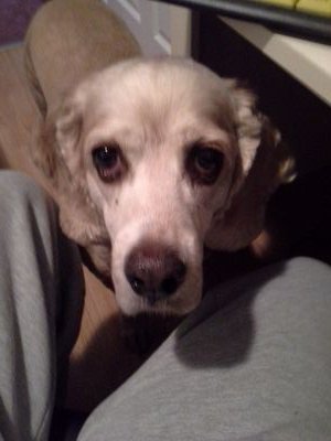 lerouxslilly's profile picture. dog and cat servant🇨🇦