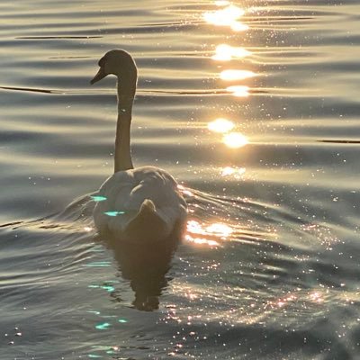 Serienkiller12's profile picture. 