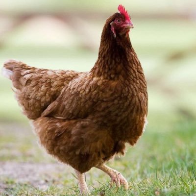 Ajb25124504's profile picture. Chillin