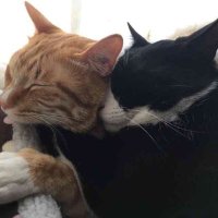 コムロ@やまだ (@daisukihukuyoka) Twitter profile photo