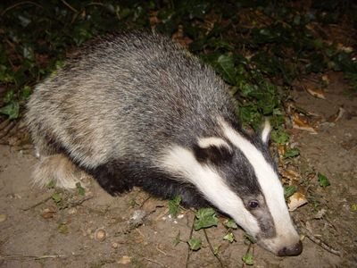 Night time videos from our garden in Northampton, includes Badgers, Foxes, Cats and anything else that turns up
