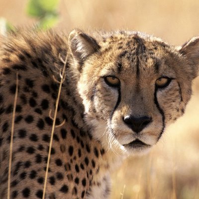 MacanPaska's profile picture. Siap Menerkam Siapa Saja