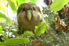 squalkdonttweet's profile picture. i squalk therefore I am